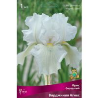 Ирис бородатый Вирджиния Агнес (Iris germanica Virginia Agnes)