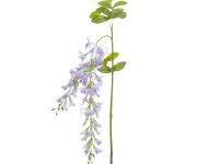 Цветок Остра/Ostra II