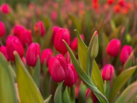 Пять тысяч тюльпанов среди зимы: семья из Горного района создала цветущий оазис