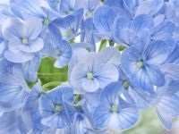 Цветок Messina, голубой