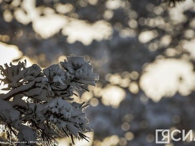 Лесничие Якутии напомнили о штрафах за незаконную рубку елей