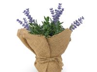 Цветок Uria II