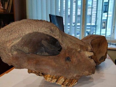 Череп древнего носорога пытались вывезти из Якутии в США