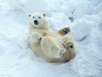 Зоопарк «Орто дойду»: Медведица Колымана может быть беременна, но 100% гарантии нет