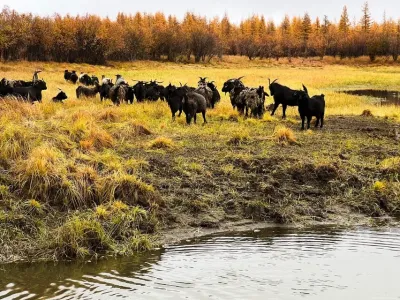 Россия расскажет о Плейстоценовом парке Якутии с международной трибуны ООН