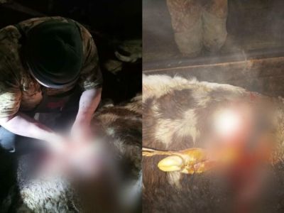 В Сунтарском районе Якутии корове провели успешное кесарево сечение