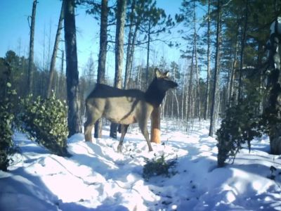 Изюбрь впервые попал в объективы камер в парке «Синяя» Горного улуса