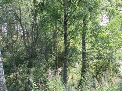 Памятное место, где 14 февраля 1942 г. произошел ожесточенный бой дорогобужских партизан с гитлеровцами