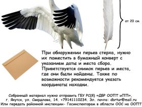 Народный мониторинг миграции стерхов запустили в Якутии