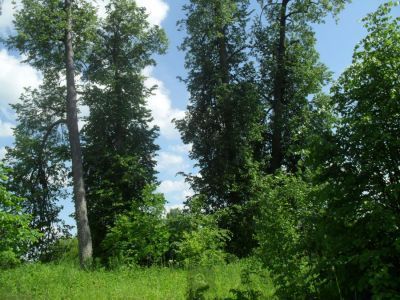 Усадьба Кучкова. Парк