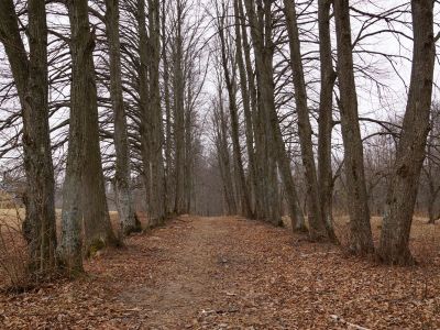 Усадебный парк