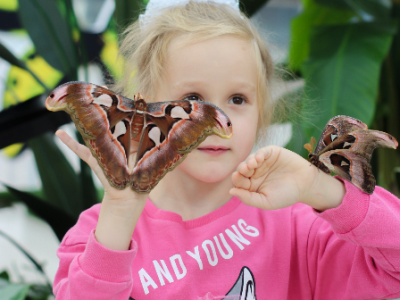 Парк бабочек Paradise