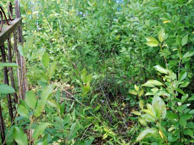 Братская могила латышских стрелков и червоных казаков