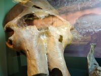 Таймырский краеведческий музей