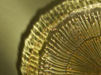 Тарелка Сицилийский лимон/Limone Siciliano