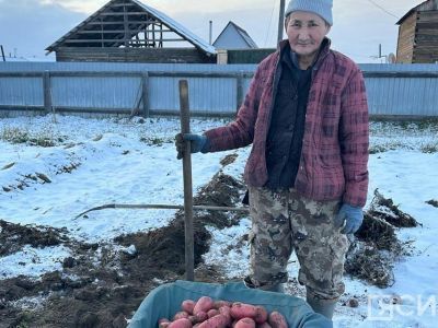 Семья из Усть-Алданского района собрала урожай крупного картофеля в Покров день