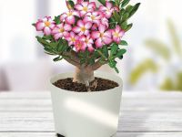 Набор для выращивания "Тысяча листьев премиум", "Адениум"