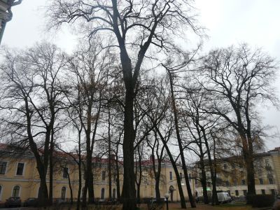 Сад парадного двора дома Штегельмана Г.Х.