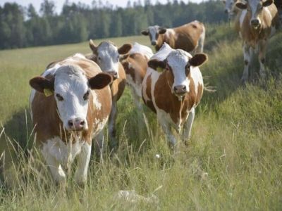 В Якутске состоится семинар о развитии племенного животноводства  