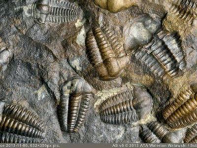 В Якутске откроют первый музей кембрийского периода