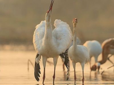 О стерхах на озере Поянг расскажет журналист и фотограф из Китая