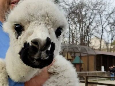 Рождённую в Бахчисарае альпаку назвали Стоп коронавирус