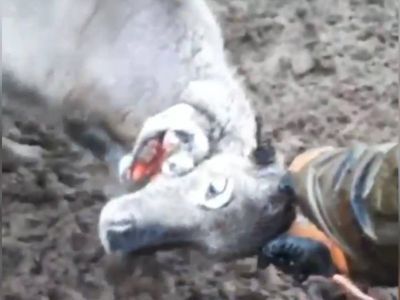 Ученый объяснил причину появления двухголового оленя в Якутии