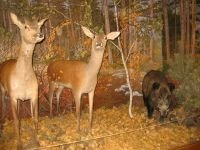 Марксовский краеведческий музей