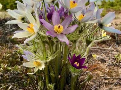 Фотофакт: удивительный букет из разноцветных подснежников