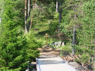 Посадки пихты, лиственниц, клена, сирени