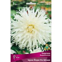 Георгина бахромчатая Цуки Йори Но Шиша (1 шт.)