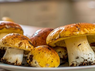 Маслята — золотые грибы русских лесов