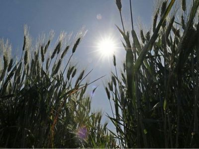 Урожай зерна в России в этом году может превысить 130 млн тонн, сказал Путин