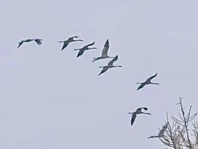 Видео: массовый пролет стай стерхов в Томпонском районе