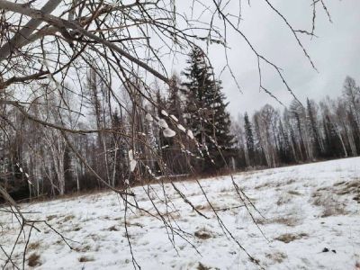 Фотофакт: в Ленском районе зацвела верба в ноябре