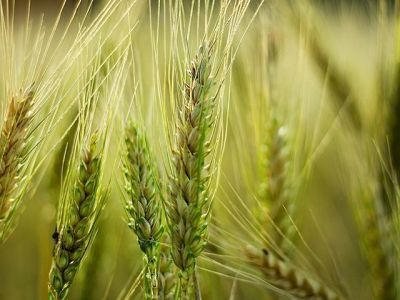 В России выдан 400-й органический сертификат