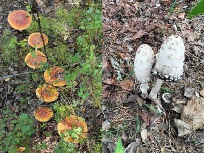 Миколог рассказала о грибах-альбиносах, и при каких условиях размножаются мухоморы