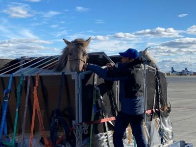 Коневод Дугуйдан Винокуров и его лошади прибыли в Якутск