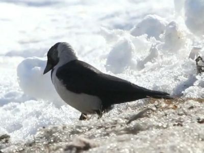Редкую для Якутии птицу заметили в Амгинском районе