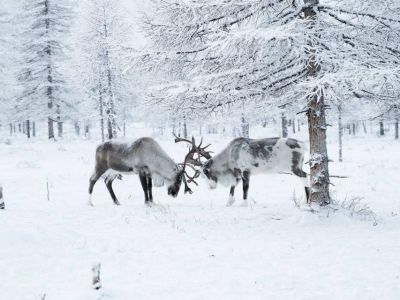 АЛРОСА продолжает мониторинг популяции лено-оленекского северного оленя
