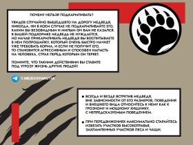 В Якутии выдали разрешения на добычу более 500 бурых медведей