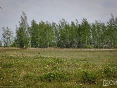 Ученые намерены создать сорт жимолости для выращивания в условиях Якутии