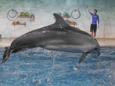 Билеты на Новогодний континент (Нижегородский дельфинарий) / Событие | Афиша | ИнфоТаймс