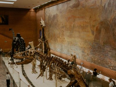 Билеты на В гости к динозаврам (7–9 лет) (Палеонтологический музей) / Экскурсия | Афиша | ИнфоТаймс