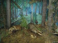 Вытегорский краеведческий музей