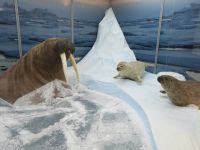 Ненецкий краеведческий музей