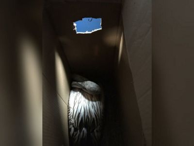 Фламинго прилетел в Якутск. Залетную птицу из Нюрбы доставил самолет «Полярных авиалиний»