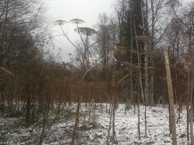 Усадьба Я.И.Савича. Парк