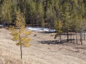 К древним вулканам Туймаады. Молотовская Падь, наскальные рисунки Туймаады