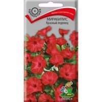 Мирабилис Красный леденец